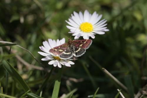 Réf. 181 298 : Pyrausta ostrinalis